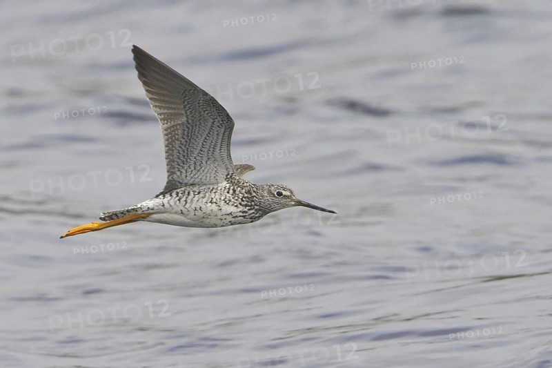 Greater Yellowlegs (Tringa melanoleuca), Newfoundland, Canada