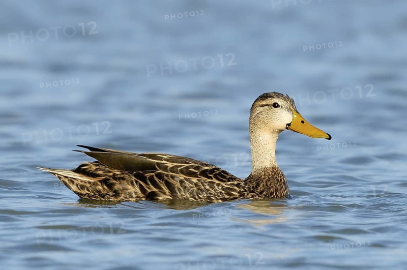 Mottled Duck (Anas fulvigula), Texas, USA