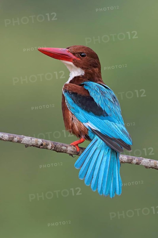 White-throated Kingfisher (Halcyon smyrnensis) perched on a branch, Penang, Malaysia