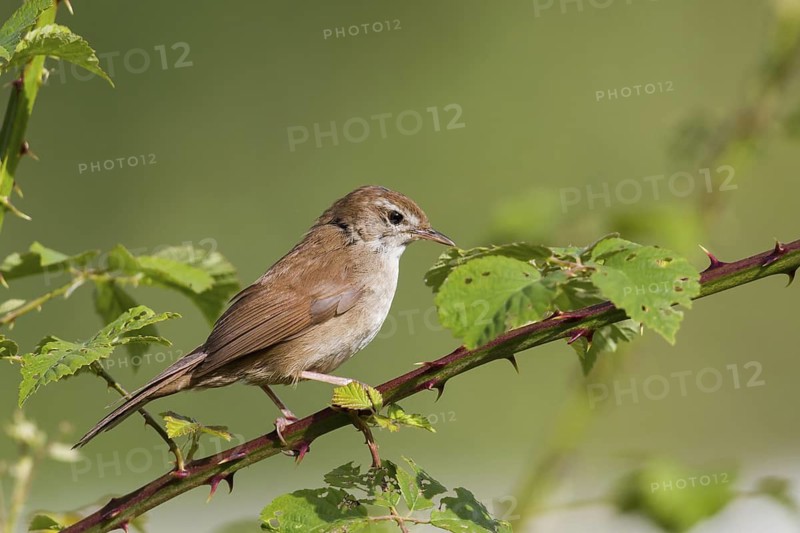 Cetti's Warbler (Cettia cetti), Cyprus