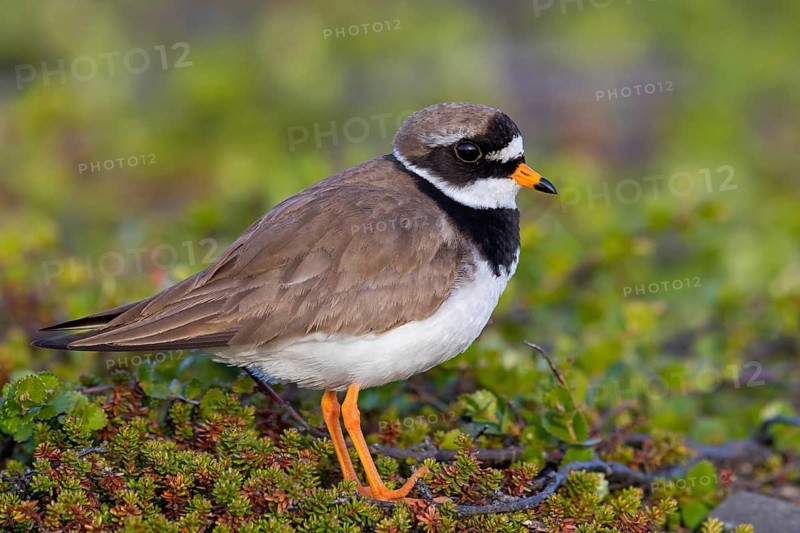 Ringed Plover, Animals, Birds, Plover family, (Charadrius hiaticula), Varanger, Finnmark, Norway