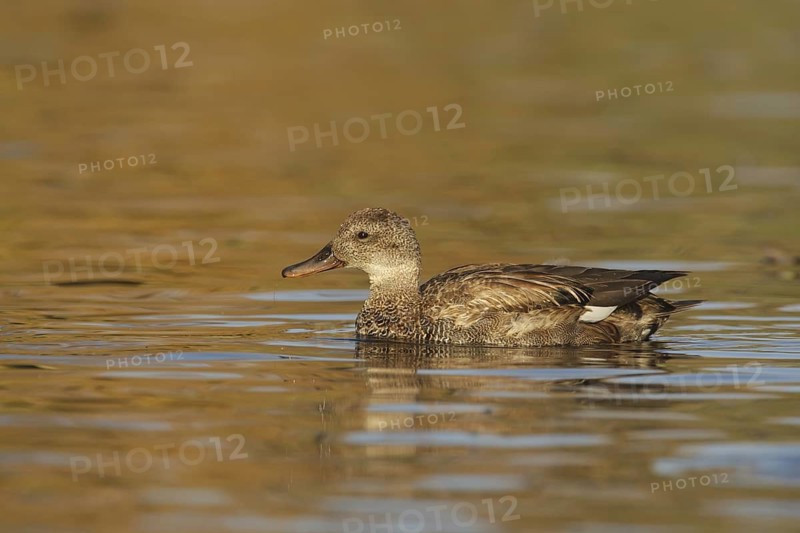 Gadwall (Mareca strepera) male, California, USA