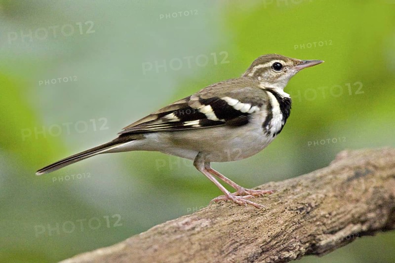 Forest Wagtail (Dendronanthus indicus), Bukit Timah Nature Reserve, Singapore