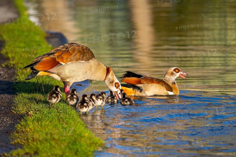 Egyptian goose (Alopochen aegyptiaca) mother with her chicks on a meadow at the shore of a lake, Bavaria, Germany