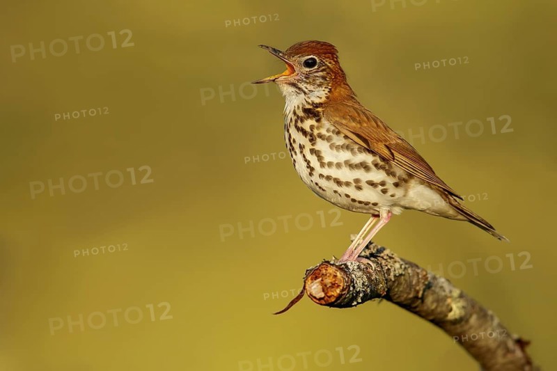 Wood Thrush (Hylocichla mustelina) perched on a branch in Ontario, Canada
