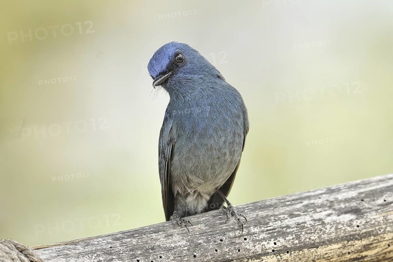 Nilgiri Flycatcher (Eumyias albicaudatus) male, Kerala, India