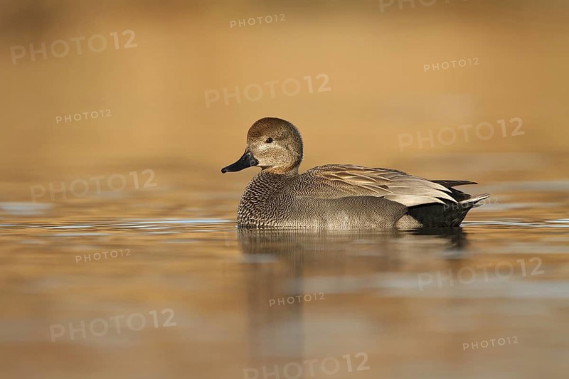 Gadwall (Mareca strepera), Utrecht, Netherlands