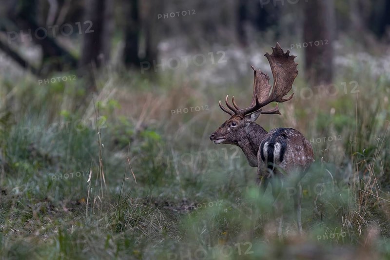 This fallow deer (Dama dama) has been taking part in the rut for weeks and its strength is slowly dwindling, rut, mating season, deer rut, autumn, October, Germany