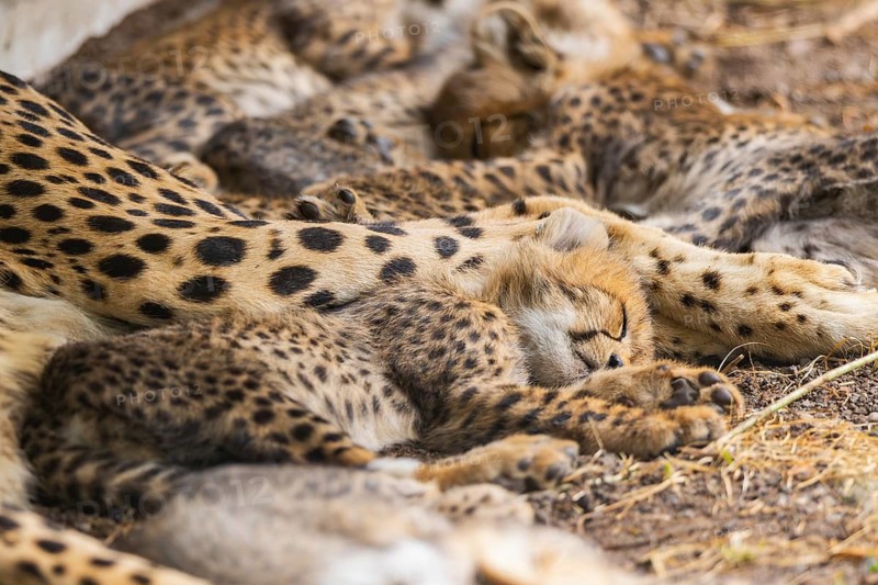 Cheetah (Acinonyx jubatus) youngster lying next to its mother, captive, occurrence Africa