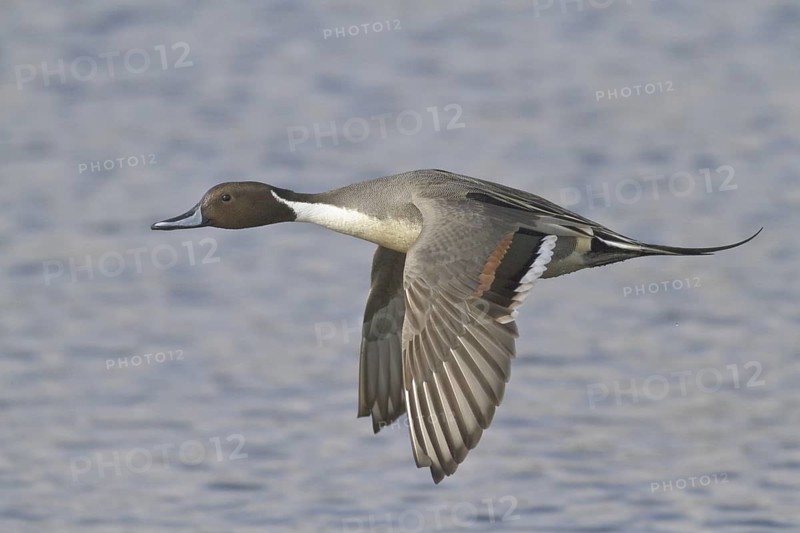 Northern Pintail (Anas acuta) male flying, British Columbia, Canada