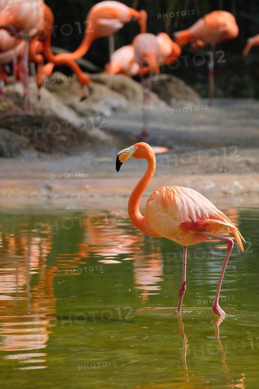 American flamingo (Phoenicopterus ruber) pink bird in pond