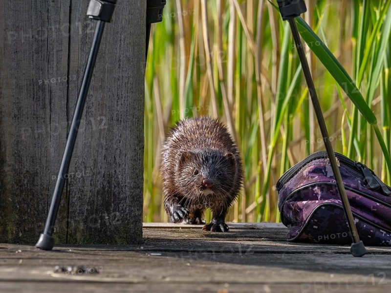 A curious mink