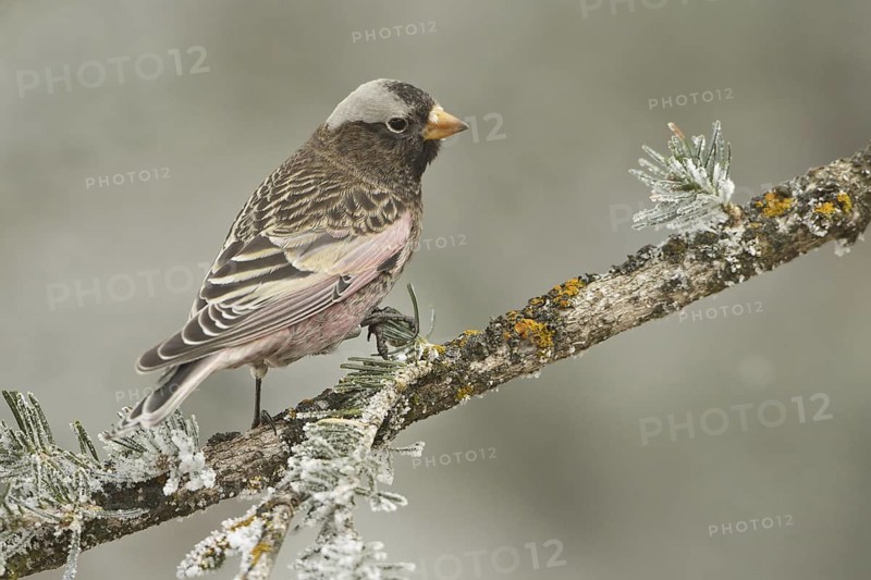 Black Rosy Finch (Leucosticte atrata), New Mexico, USA