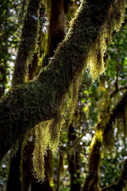 Laurel trees with mosses and lichens, Garajonay National Park, La Gomera, Canary Islands, Spain