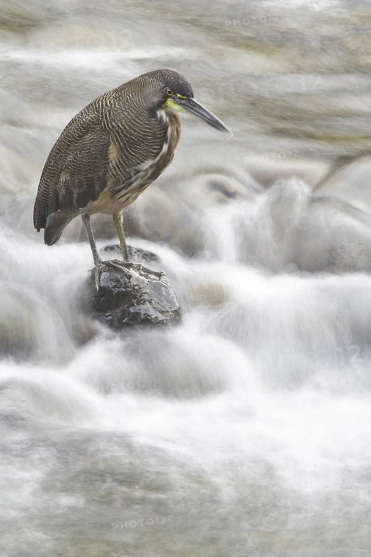 Fasciated Tiger Heron (Tigrisoma fasciatum), Costa Rica