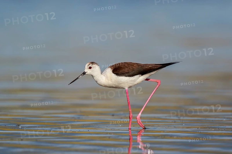 Black-winged Stilt (Himantopus himantopus) foraging, Lesvos, Greece