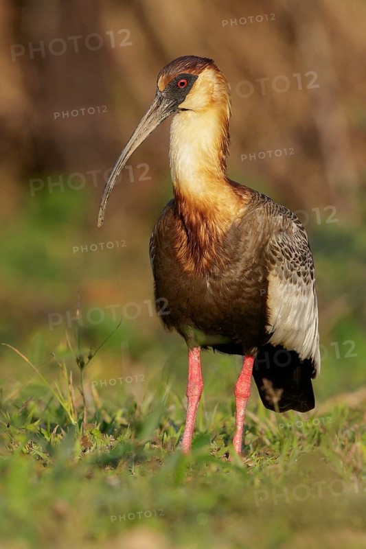 Buff-necked Ibis (Theristicus caudatus) feeding in a wetland area in the Pantanal region of Brazil