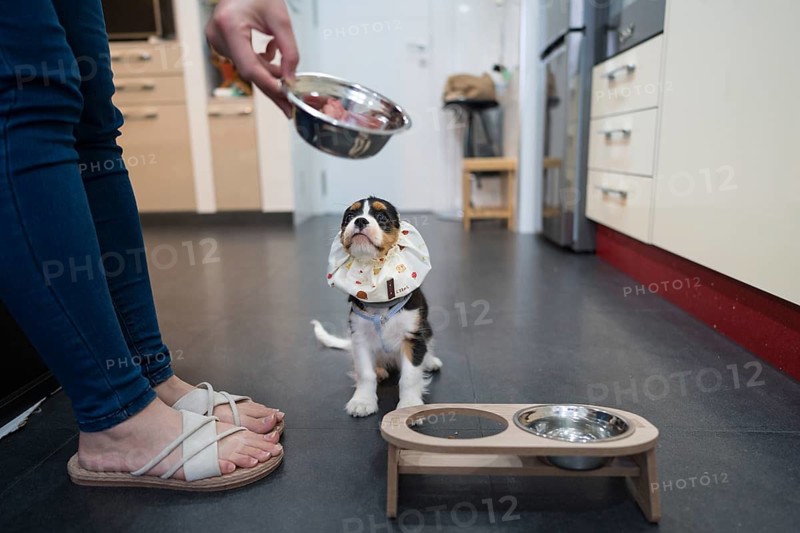 Woman with a curious cavalier king charles spaniel puppy in a kitchen, excitedly observing a feeding bowl being presented. The playful canine sports a cute accessory around its neck