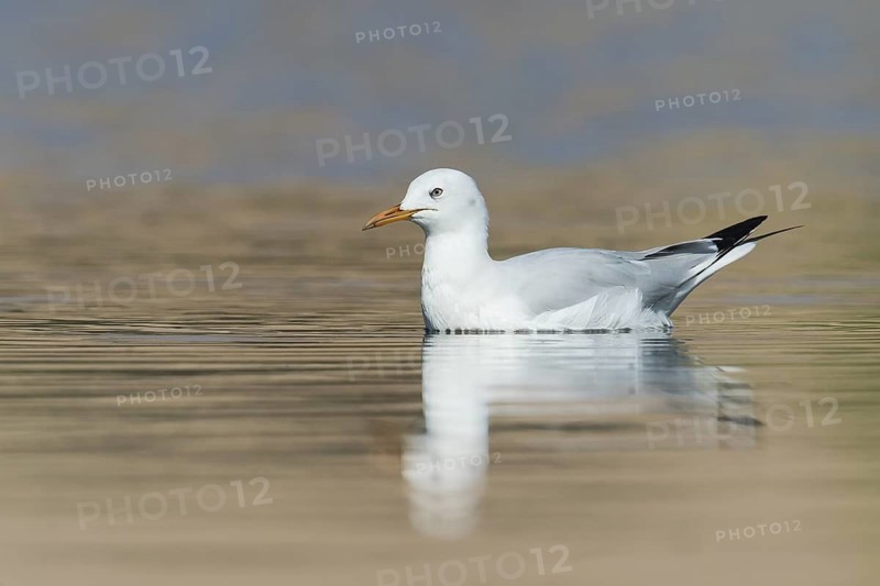 Slender-billed Gull (Chroicocephalus genei), Eilat, Israel