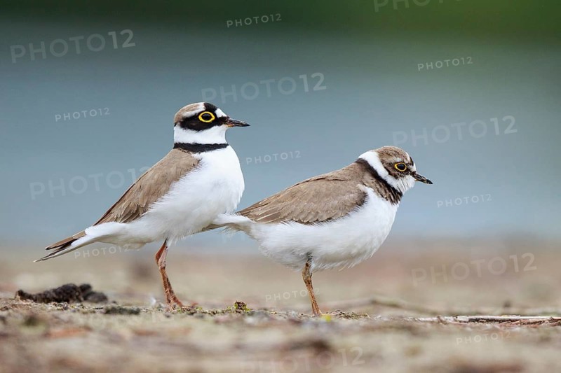 Little Ringed Plover (Charadrius dubius) pair displaying, North Rhine-Westphalia, Germany