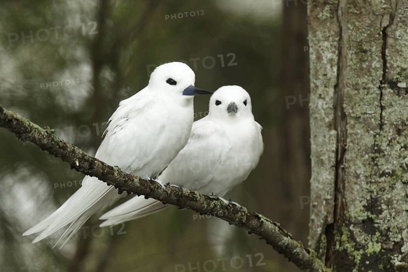 White Tern (Gygis alba), Hawaii, USA