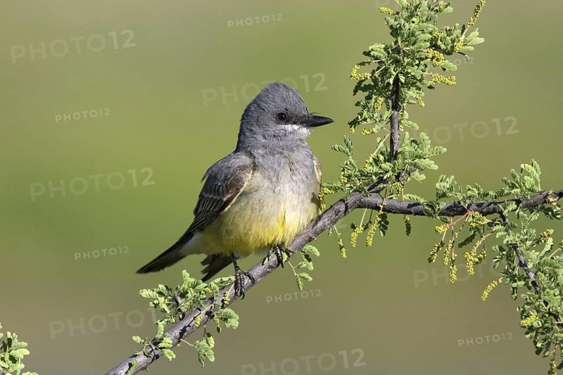 Cassin's Kingbird Tyrannus vociferans Amado, Santa Cruz County, Arizona, United States 19 May Adult Tyrannidae