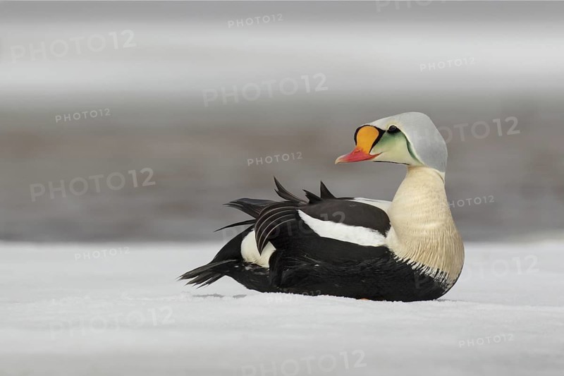 King Eider (Somateria spectabilis) male, Alaska, USA