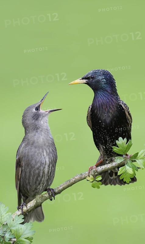 Common Starling (Sturnus vulgaris) juvenile begging for food, Brandenburg, Germany