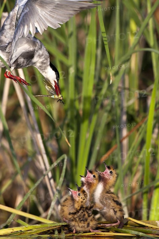 Whiskered Tern (Chlidonias hybrida) feeds chicks, Andalusia, Spain