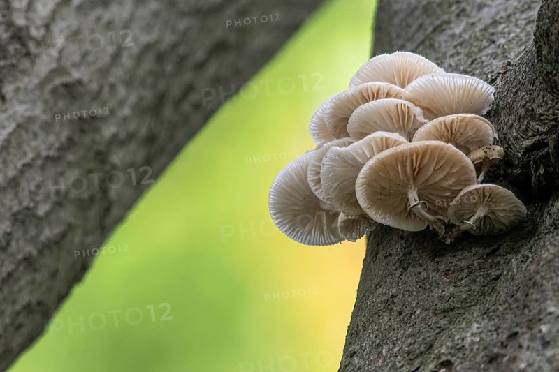 Ringed beech slime moulds (Oudemansiella mucida), Emsland, Lower Saxony, Germany