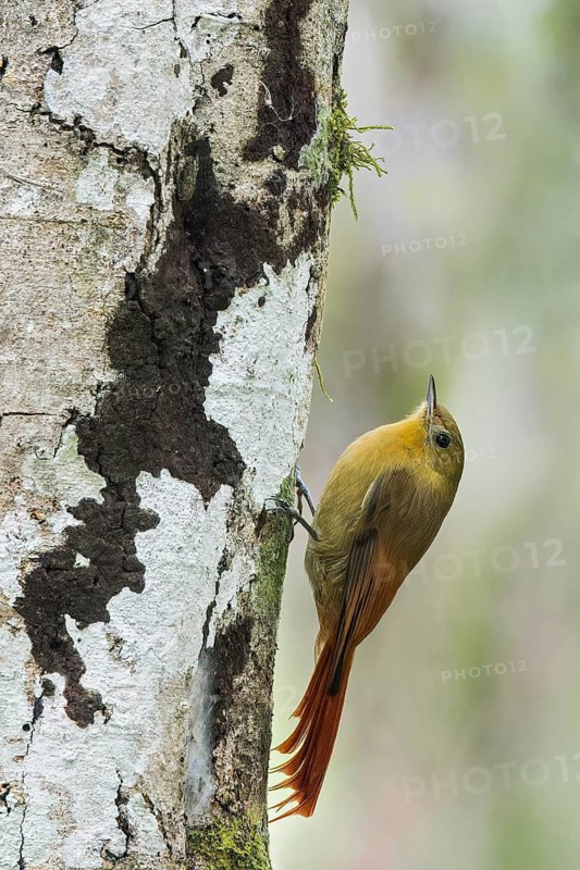 Olivaceous Woodcreeper (Sittasomus griseicapillus) perched on a branch in the Atlantic Rainforest of Brazil