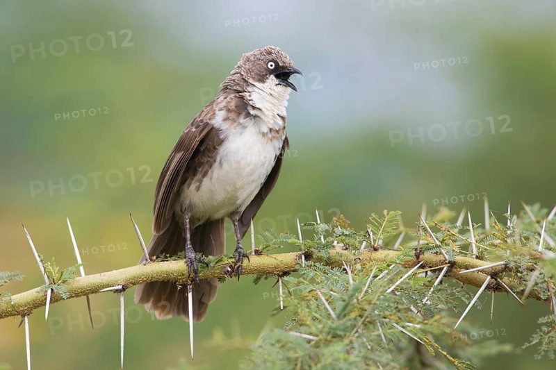 Northern Pied Babbler (Turdoides hypoleuca) singing, perched on a thorny branch, Lake Manyara, Tanzania