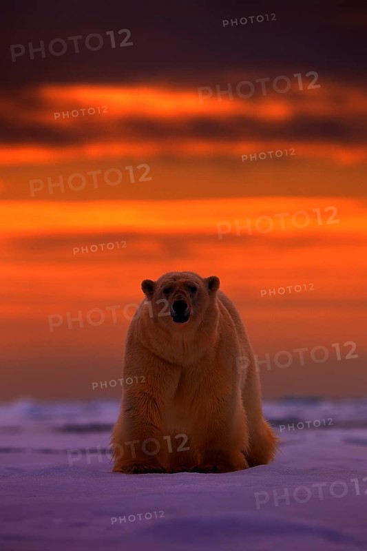 Polar bear sunset in the Arctic. Bear on the drifting ice with snow, with evening orange sun, Svalbard, Norway. Beautiful red sky with danger animal, face walking. Wildlife scene from nature