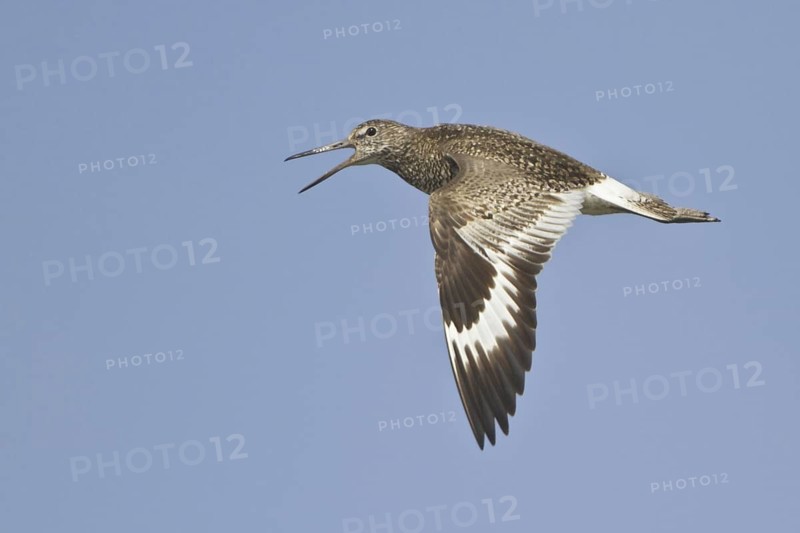 Willet (Tringa semipalmata) calling in flight, Newfoundland, Canada