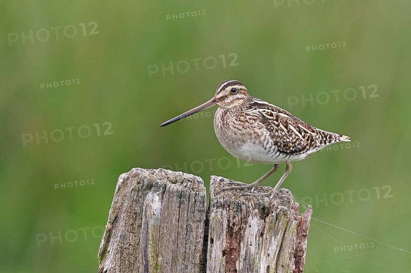 Snipe (Gallinago gallinago), standing on fence post of a pasture, on moorland, snipe birds, wildlife, nature photography, Ochsenmoor, Naturpark Dümmer See, Hüde, Lower Saxony, Germany