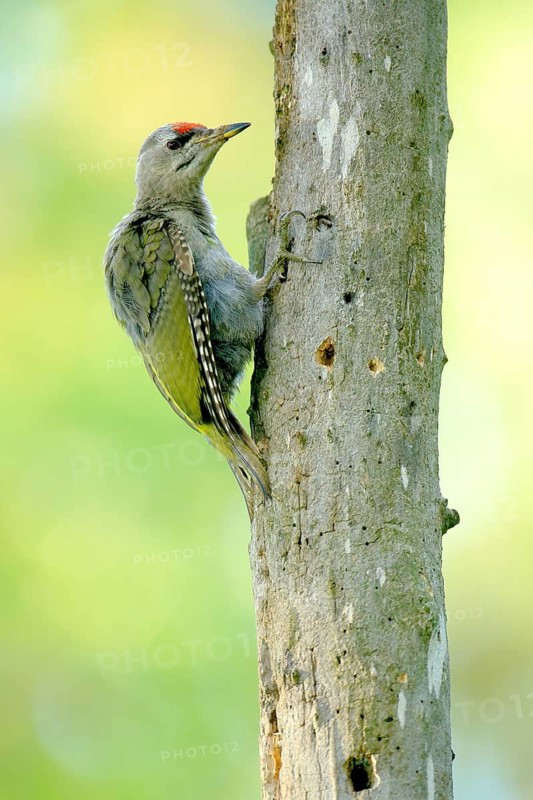 Grey-headed Woodpecker (Picus canus) perched at tree, Danube Delta, Romania