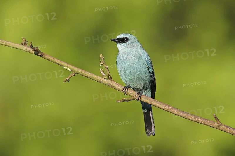 Verditer Flycatcher (Eumyias thalassinus) male, Malaysia