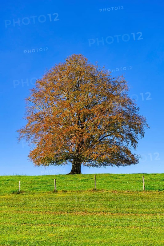 A large tree on a green meadow with autumn leaves under a blue sky, copper beech (Fagus sylvatica) in autumn, Rieden am Forggensee, Ostallgäu, Allgäu, Swabia, Bavaria, Germany