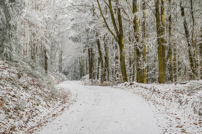 Forest road going through a mixed forest white from roarfrost on a sunny day in winter, Bavaria, Germany
