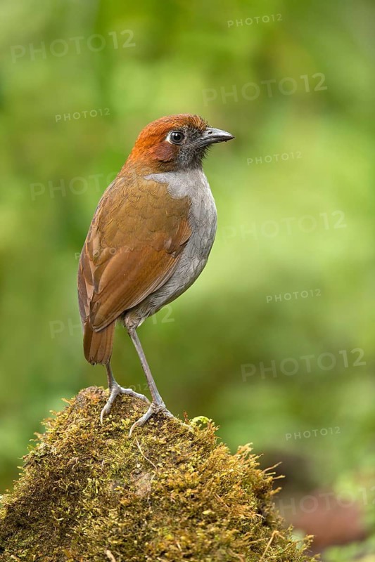 Chestnut-naped Antpitta (Grallaria nuchalis), Tapichacalaca Reserve, Ecuador