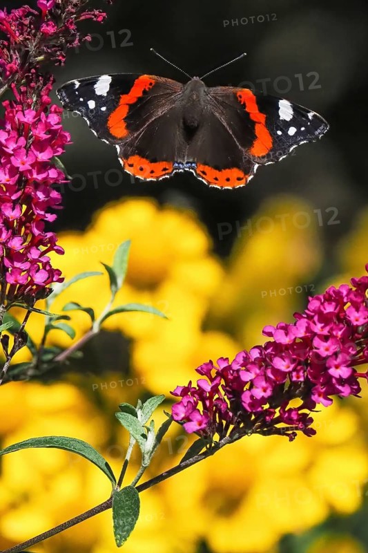 An red admiral (Vanessa atalanta) flies between purple flowers in front of a blurred background, Hesse, Germany
