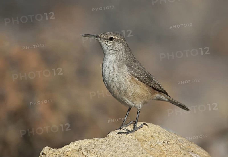 Rock Wren (Salpinctes obsoletus) singing, New Mexico, USA