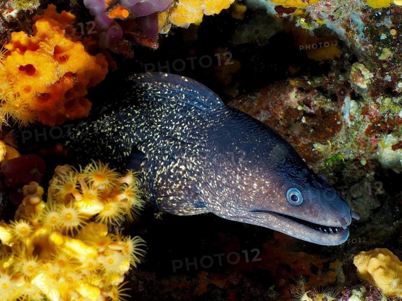 Mediterranean moray eel (Muraena helena) hiding between shining crust anemones and rocks, dive site Giens Peninsula, Mediterranean Sea, Porquerolles, Provence, Côte d'Azur, France