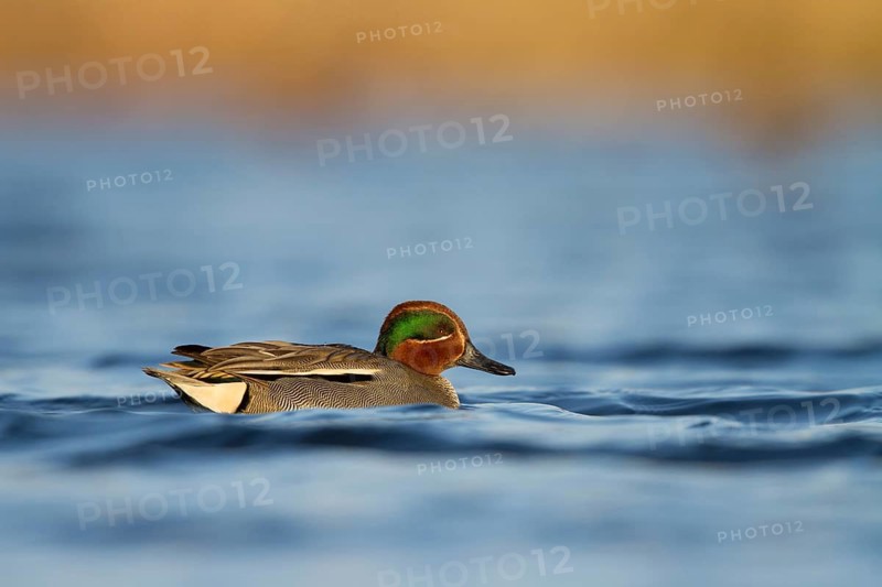 Eurasian Teal (Anas crecca) male, Utrecht, Netherlands