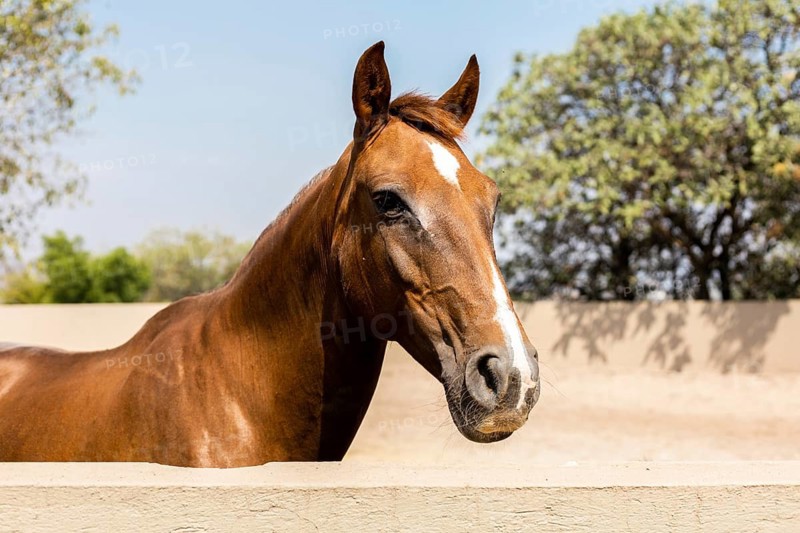 A young foal stands gracefully in a paddock surrounded by trees under a clear blue sky, capturing the essence of serene countryside life and equine charm
