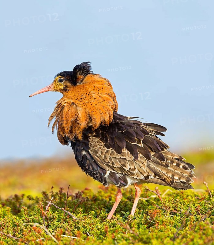 Ruff, (Philomachus pugnax), animals, birds, plumage during mating season, snipe bird, courtship, male, mating behaviour, mating season, Varanger, Finnmark, Norway