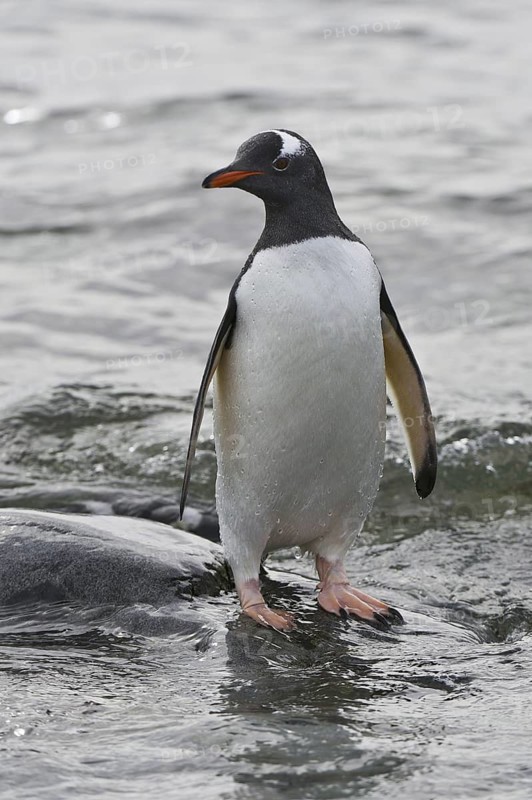 Gentoo Penguin (Pygoscelis papua), Antarctica