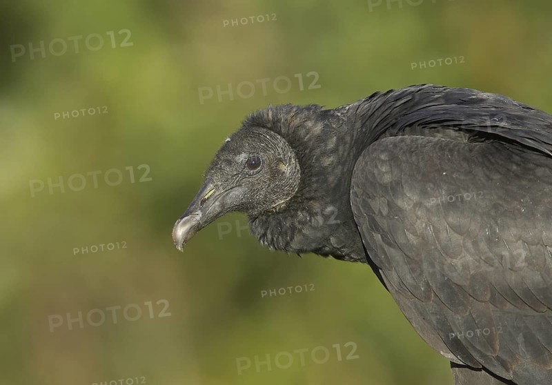 Black Vulture (Coragyps atratus), Florida, USA