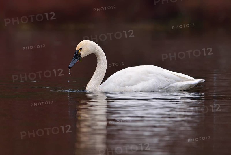 Tundra Swan (Cygnus columbianus)