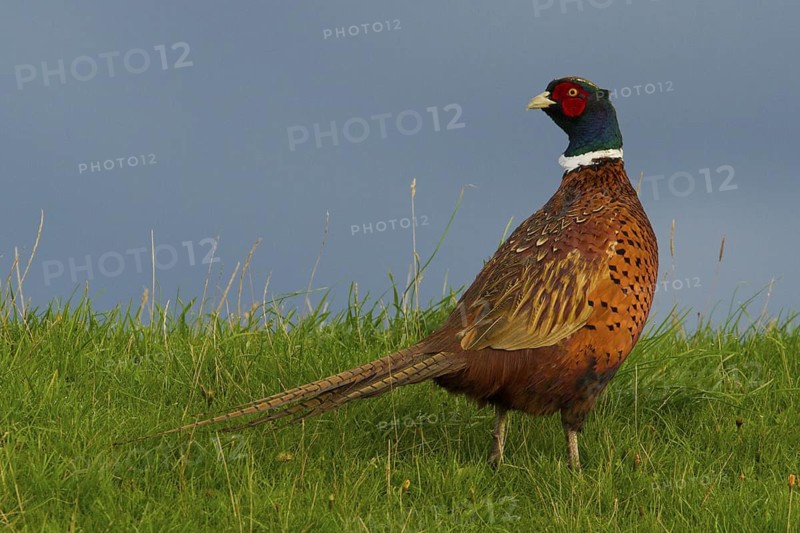 Common Pheasant (Phasianus colchicus) male, Texel, Netherlands